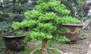 小叶黄杨盆景价格